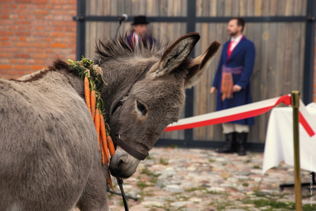 EO Review Oscars International Poland Movie Film Donkey Jerzy Skolimowski